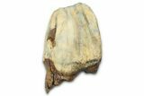Fossil Woolly Rhino (Coelodonta) Tooth - Siberia #370972-2
